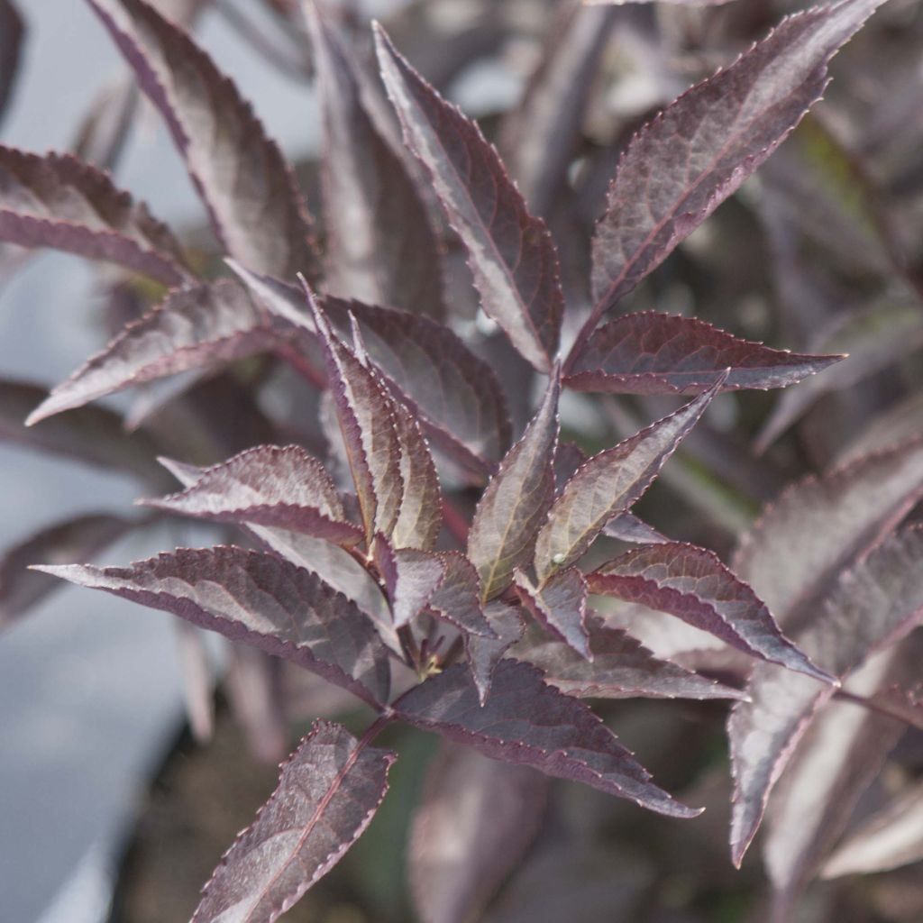 Schwarzer Holunder Black Beauty - Sambucus nigra