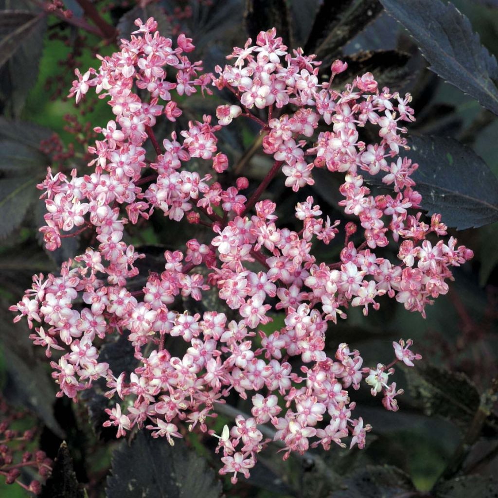 Schwarzer Holunder Black Beauty - Sambucus nigra