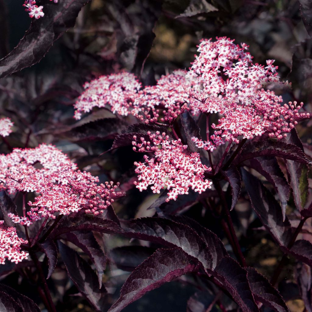 Schwarzer Holunder Black Beauty - Sambucus nigra