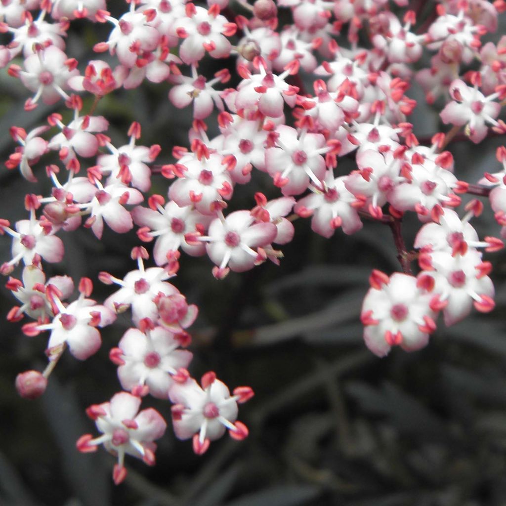 Schwarzer Holunder Black Lace - Sambucus nigra