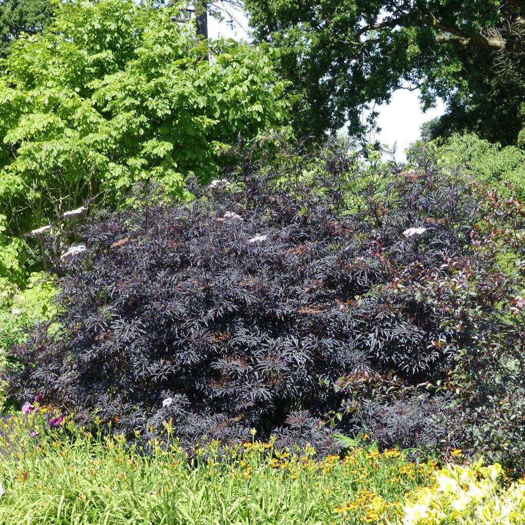 Schwarzer Holunder Black Lace - Sambucus nigra