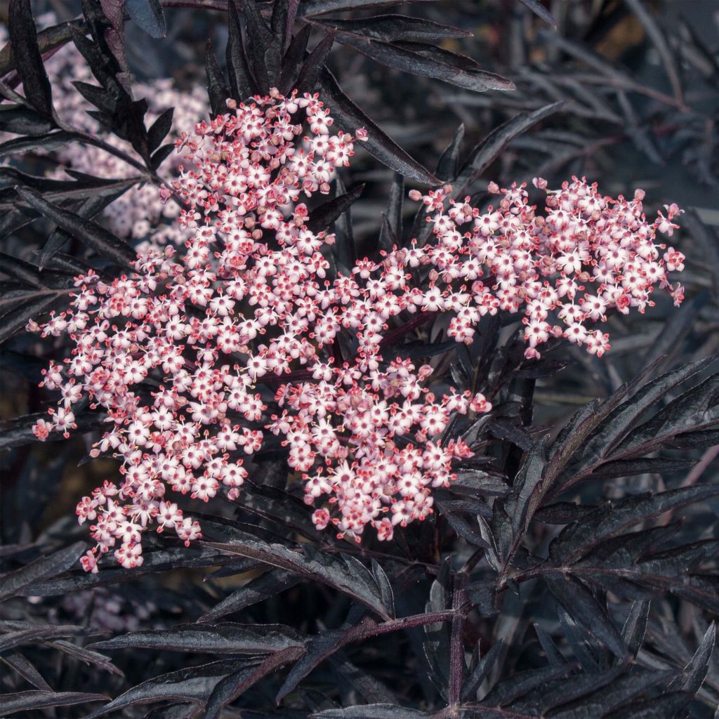 Schwarzer Holunder Black Lace - Sambucus nigra