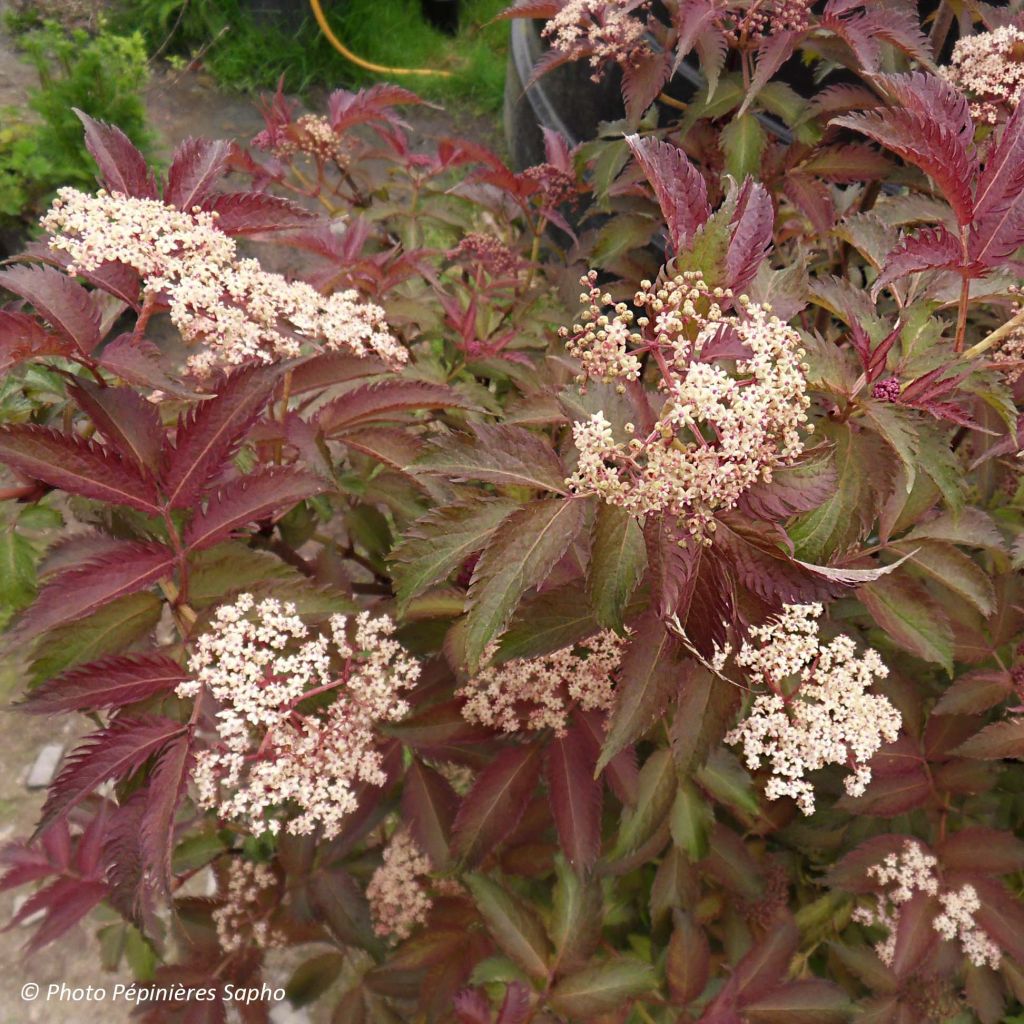 Schwarzer Holunder Serenade - Sambucus nigra