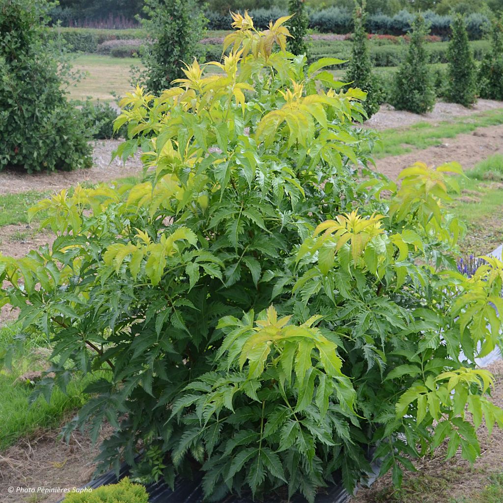 Schwarzer Holunder Serenade - Sambucus nigra