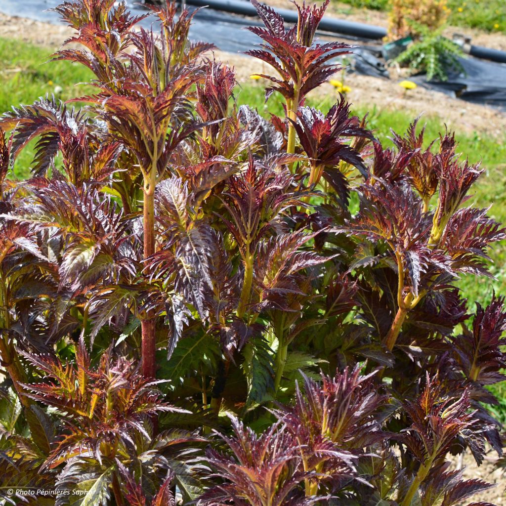 Schwarzer Holunder Serenade - Sambucus nigra