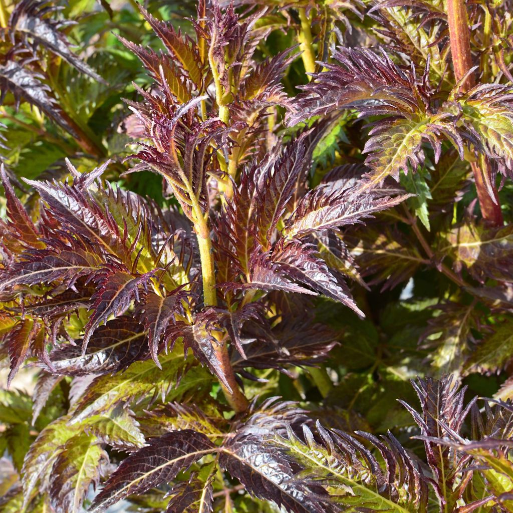 Schwarzer Holunder Serenade - Sambucus nigra