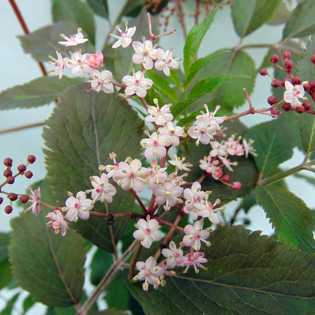 Sambucus nigra Thundercloud - Sureau noir