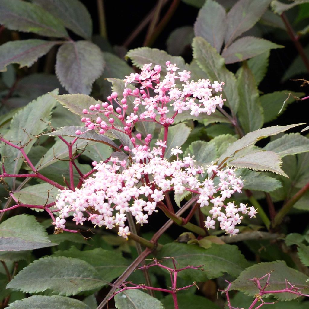 Schwarzer Holunder Thundercloud - Sambucus nigra