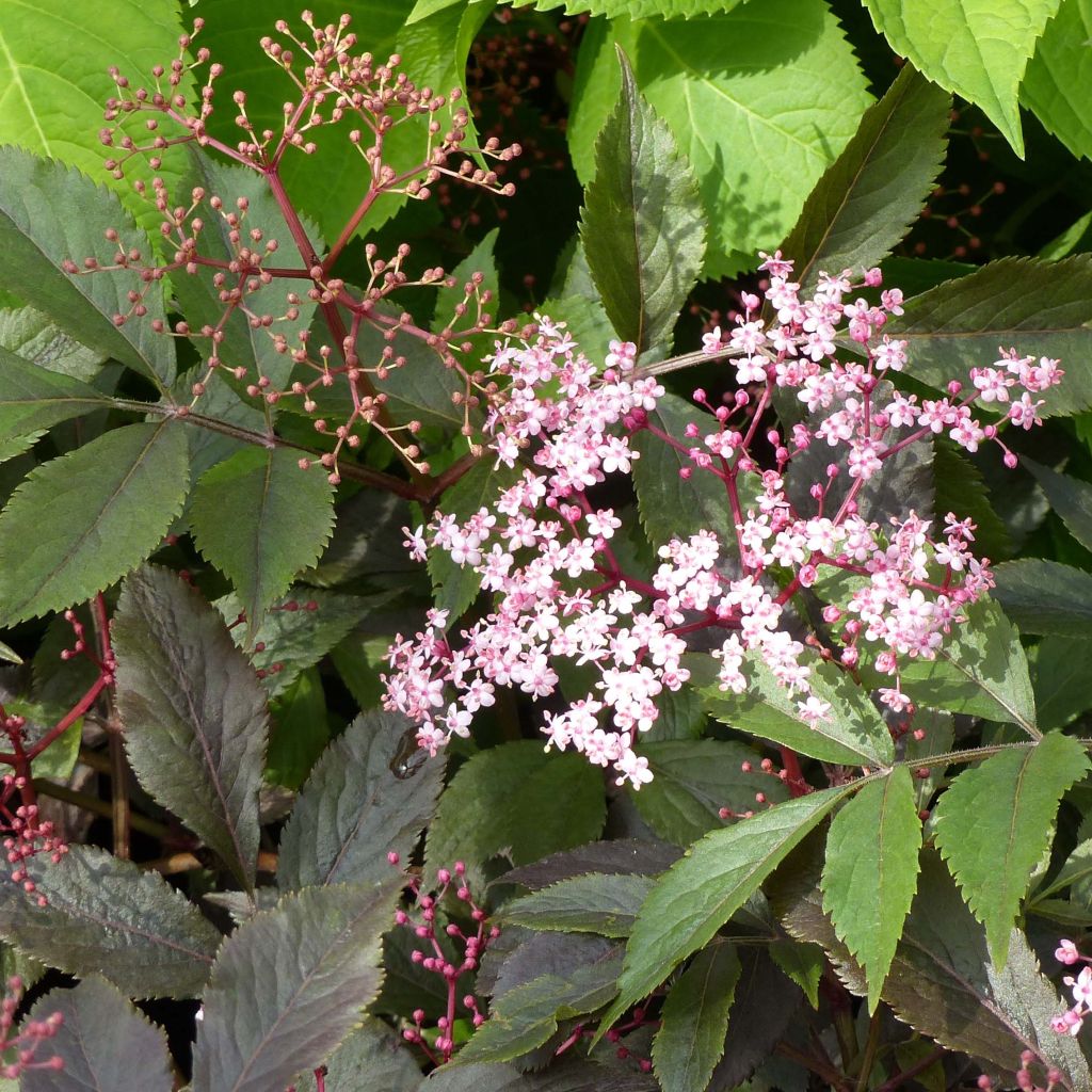 Schwarzer Holunder Thundercloud - Sambucus nigra