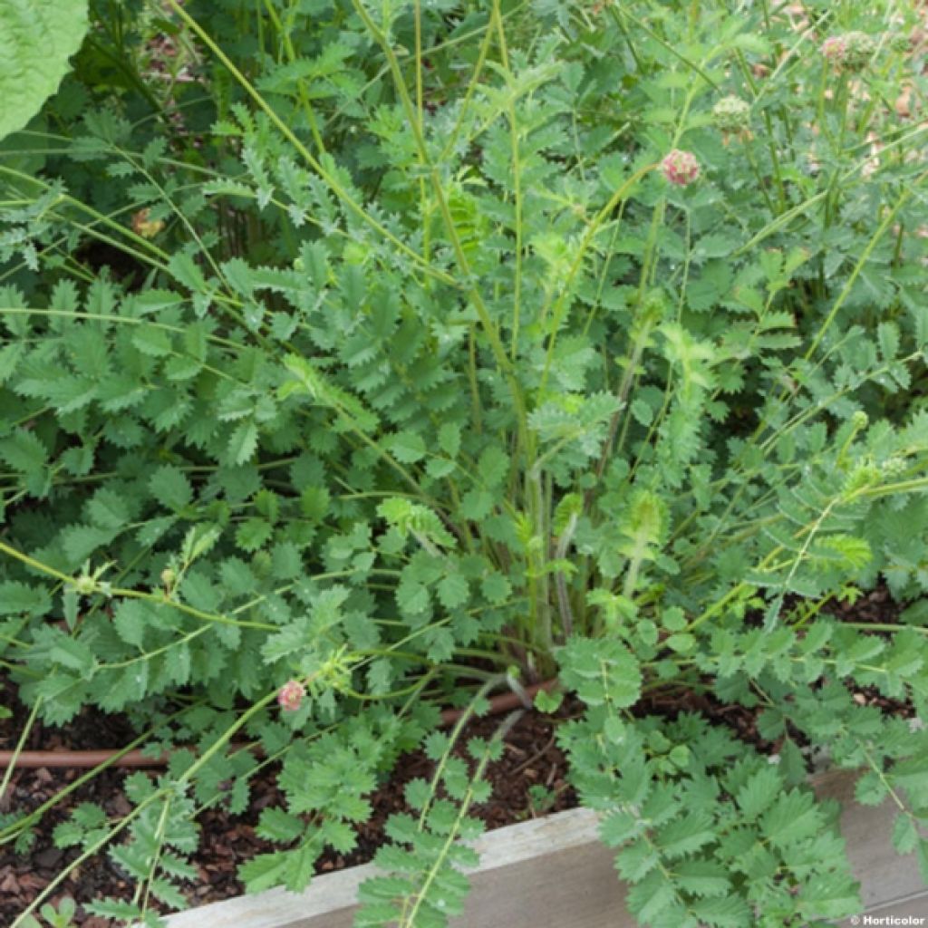 Kleiner Wiesenknopf - Sanguisorba minor