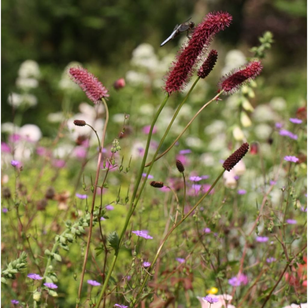 Wiesenknopf - Sanguisorba menziesii