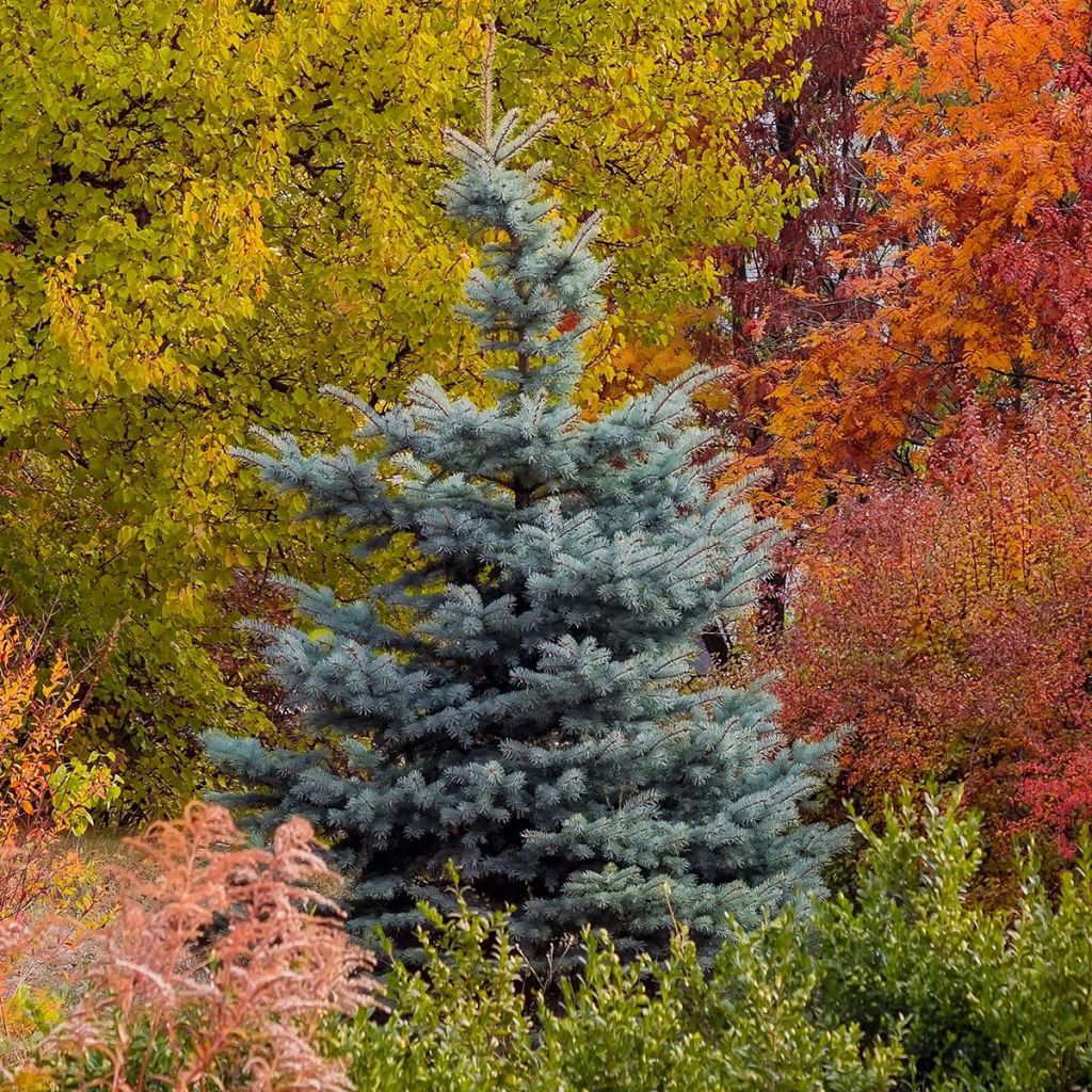 Picea pungens Blue Diamond