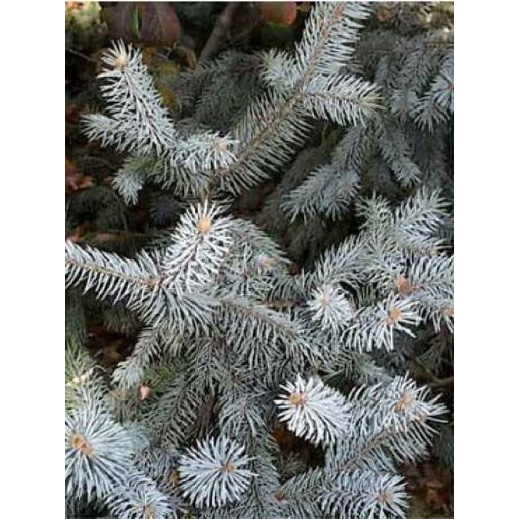 Sapin bleu, Epicéa du Colorado - Picea pungens Blue Diamond