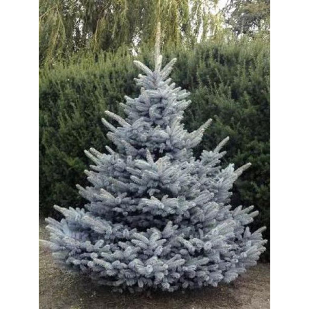 Sapin bleu, Epicéa du Colorado - Picea pungens Blue Diamond