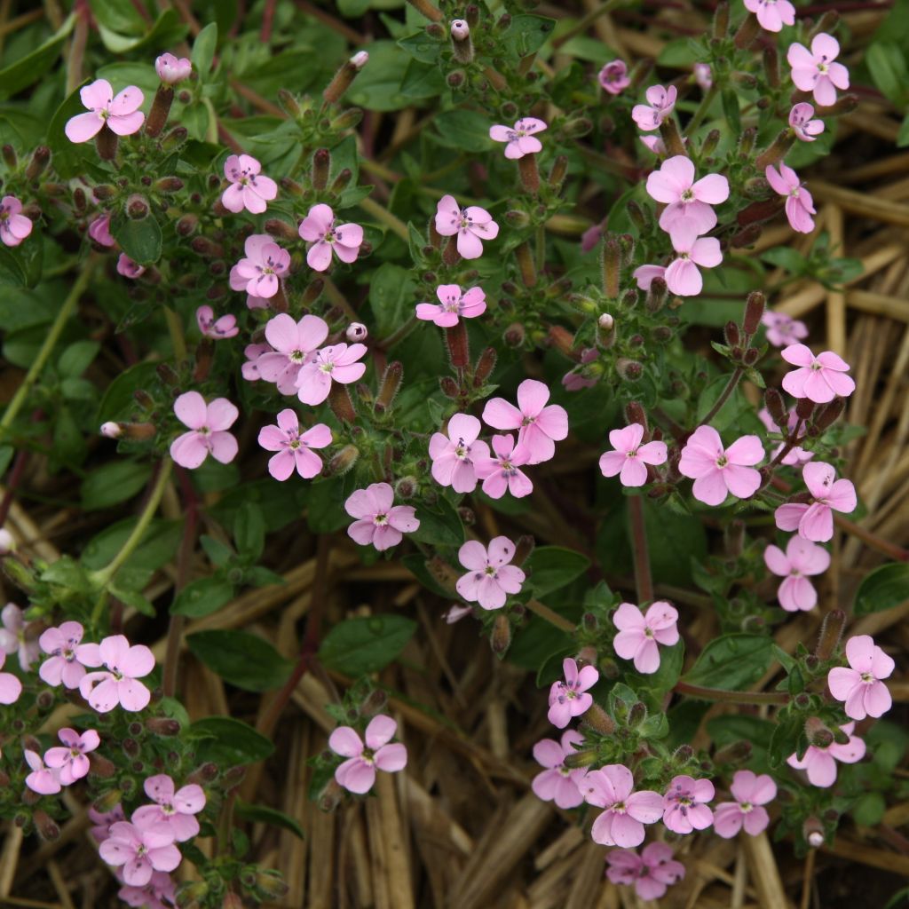 Saponaria ocymoides - Rotes Seifenkraut