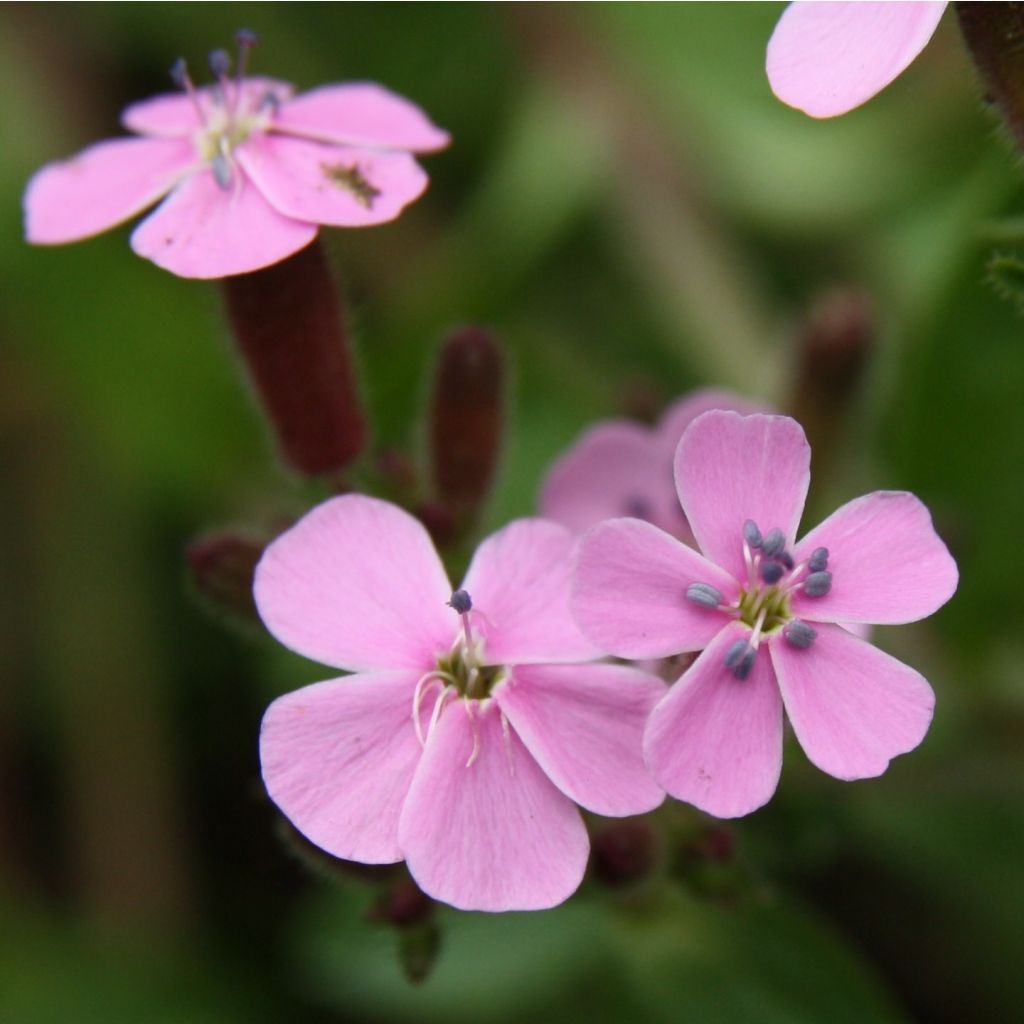 Saponaria ocymoides - Rotes Seifenkraut