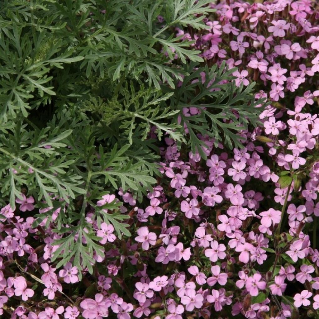 Saponaria ocymoides - Rotes Seifenkraut