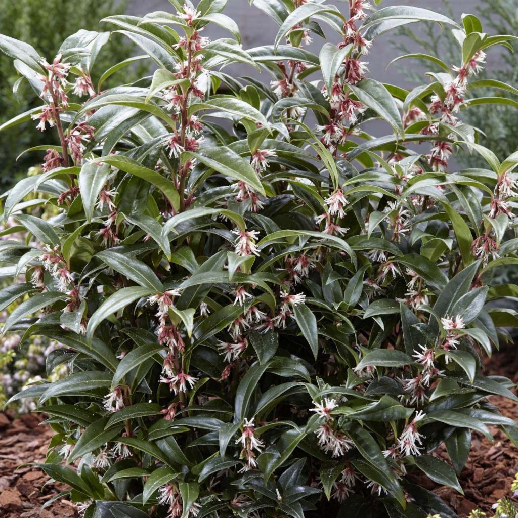 Sarcococca Winter Gem - Schleimbeere