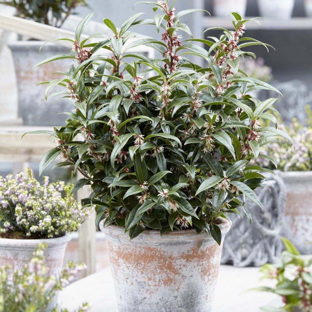 Sarcococca Winter Gem - Schleimbeere