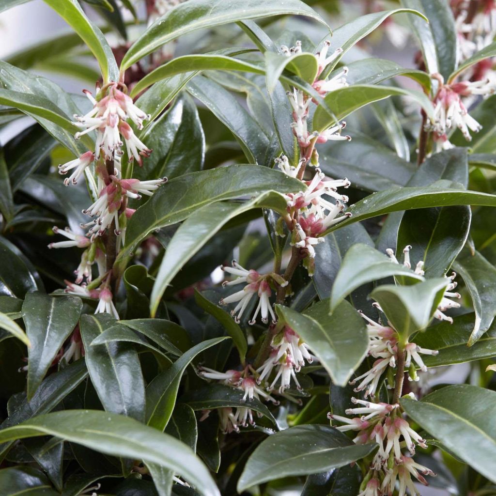 Sarcococca Winter Gem - Schleimbeere