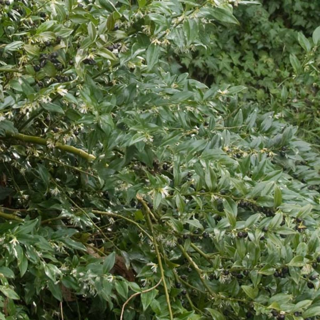 Sarcococca hookeriana