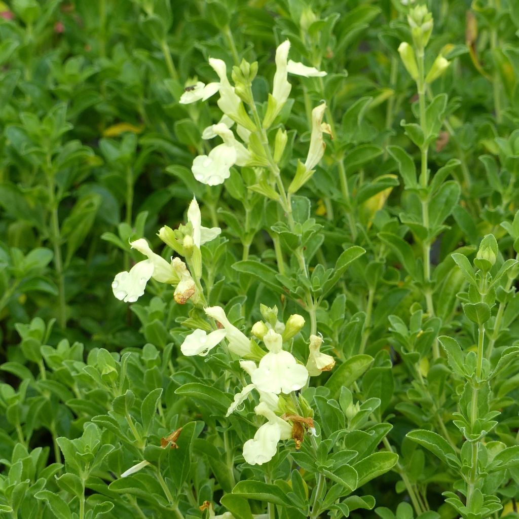 Salvia jamensis Suncrest 'Lemon Light'