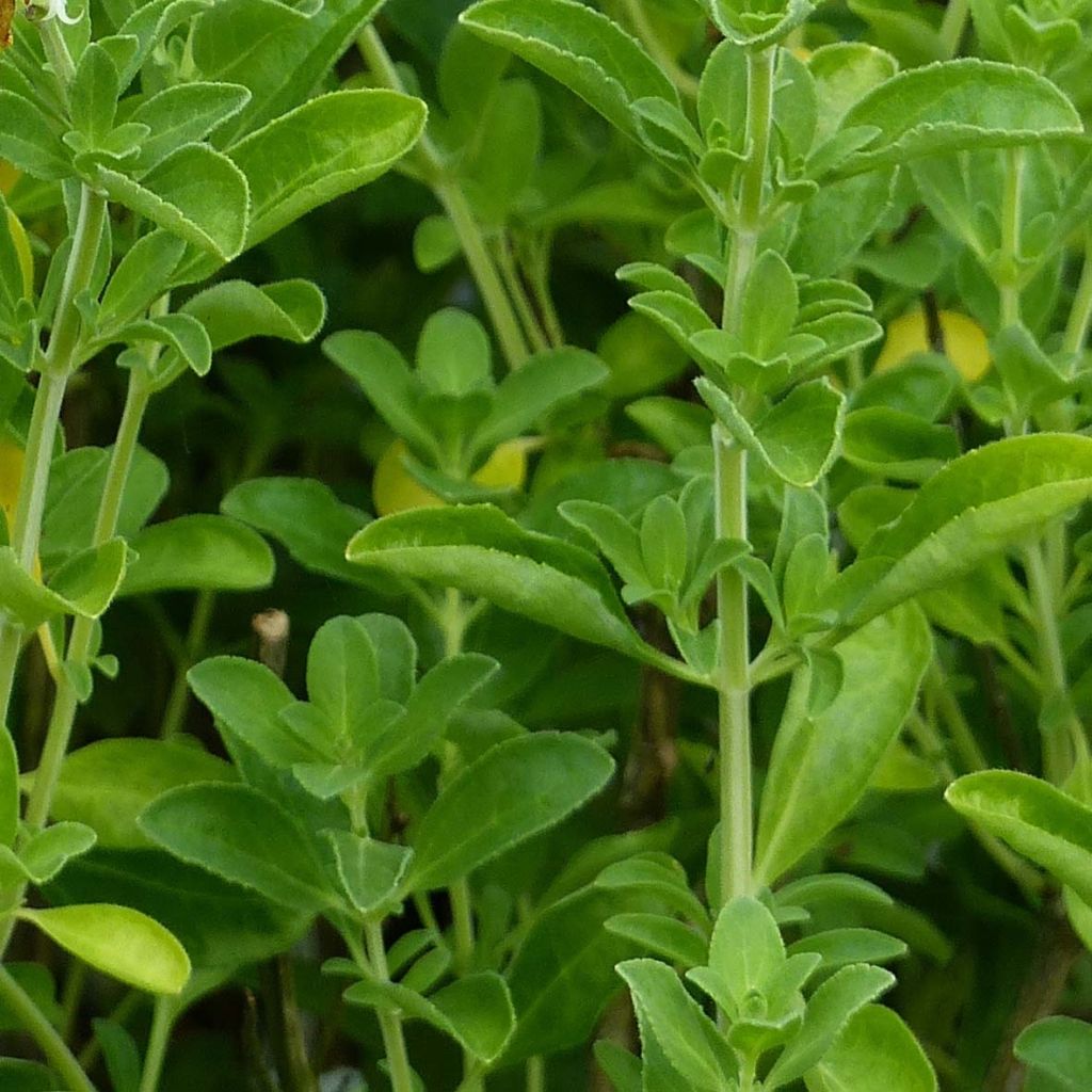 Salvia jamensis Suncrest 'Lemon Light'