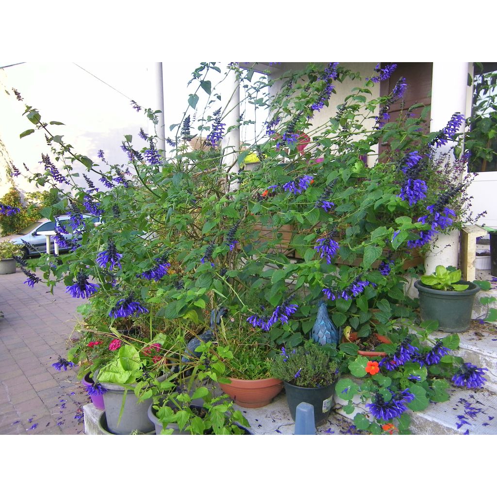 Salvia guaranitica Black and Blue - Guarani-Salbei