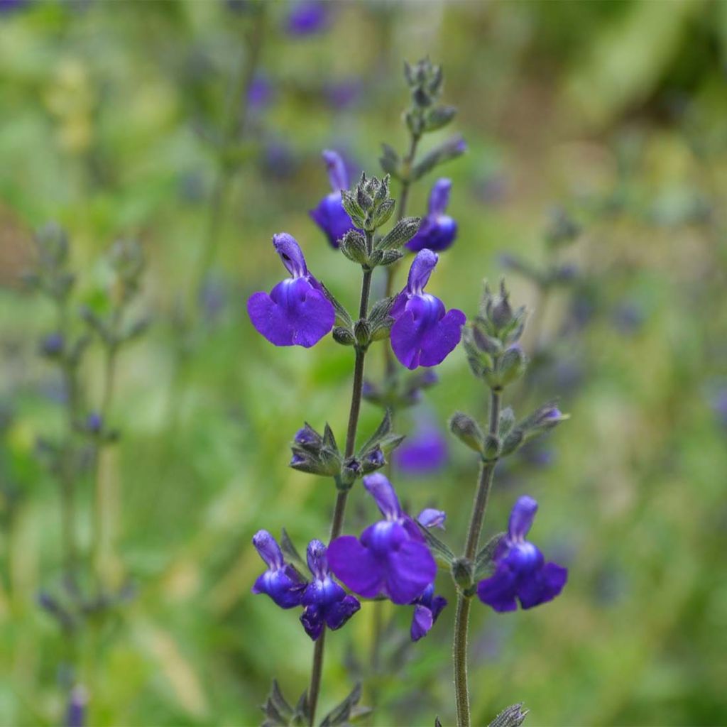 Salvia microphylla Victoria Blue