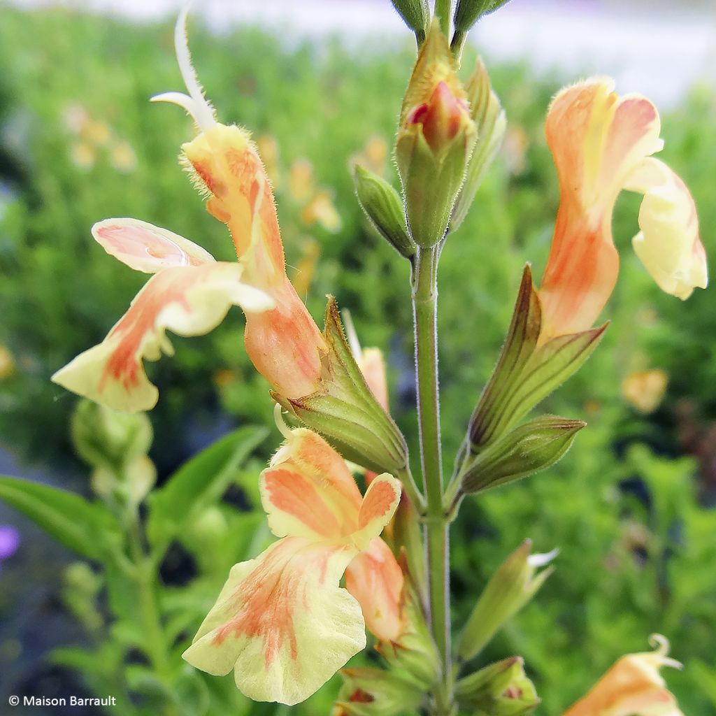 Salvia jamensis Belle de Loire