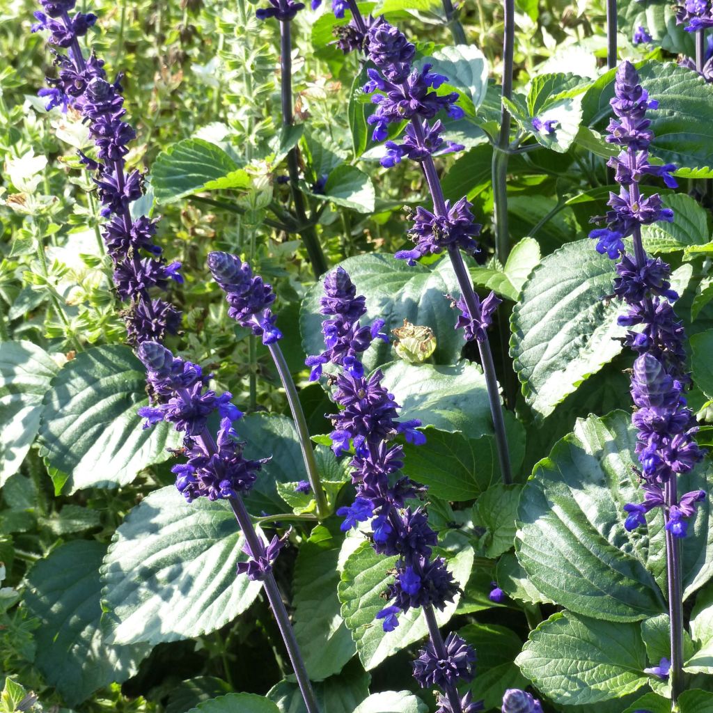 Salvia Big Blue - Ziersalbei