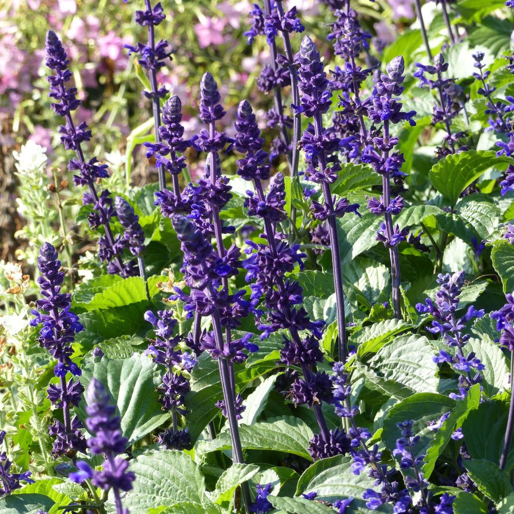 Salvia Big Blue - Ziersalbei