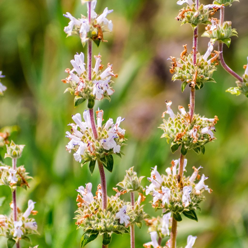 Salvia mellifera - Kalifornische Salbei