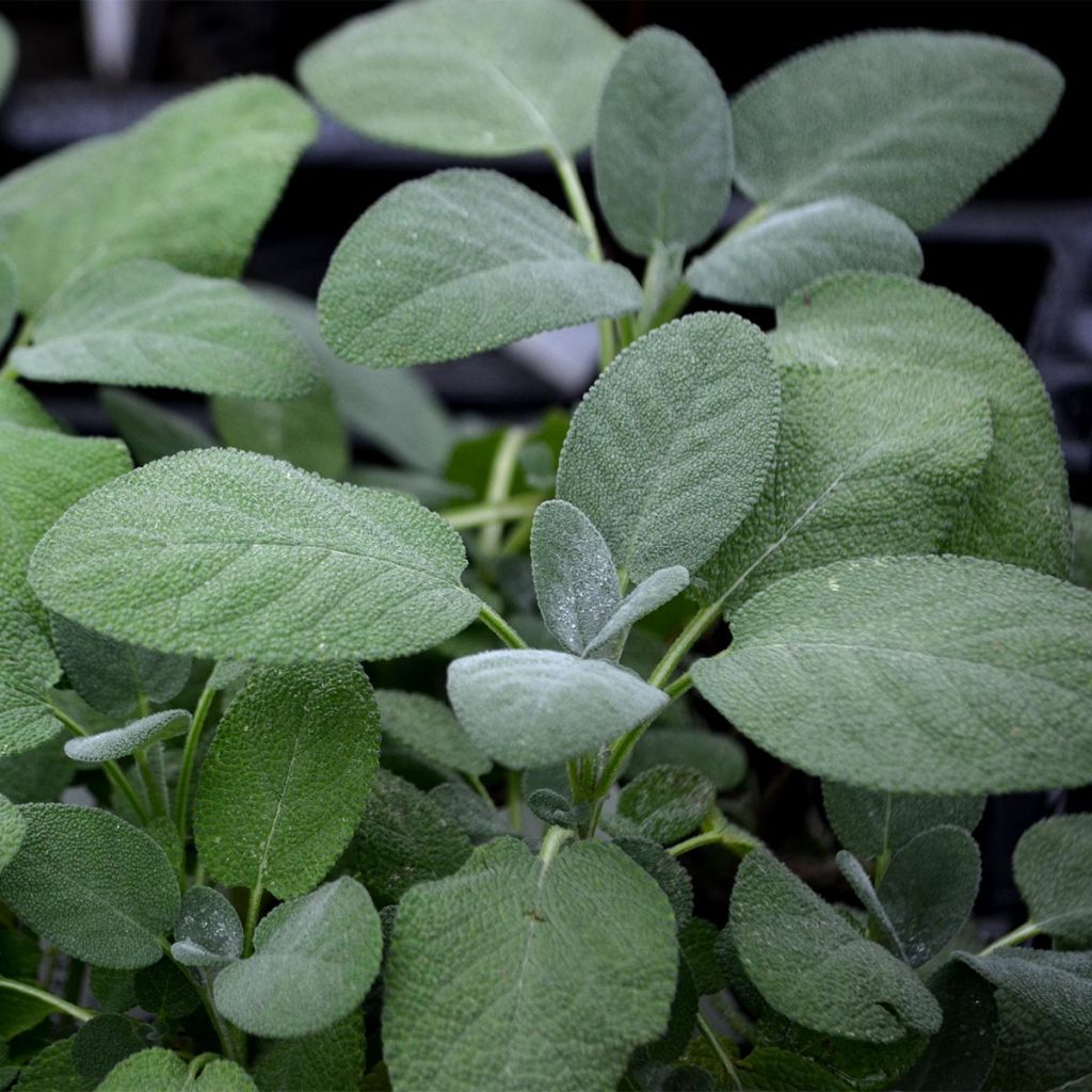 Echter Salbei Berggarten - Salvia officinalis