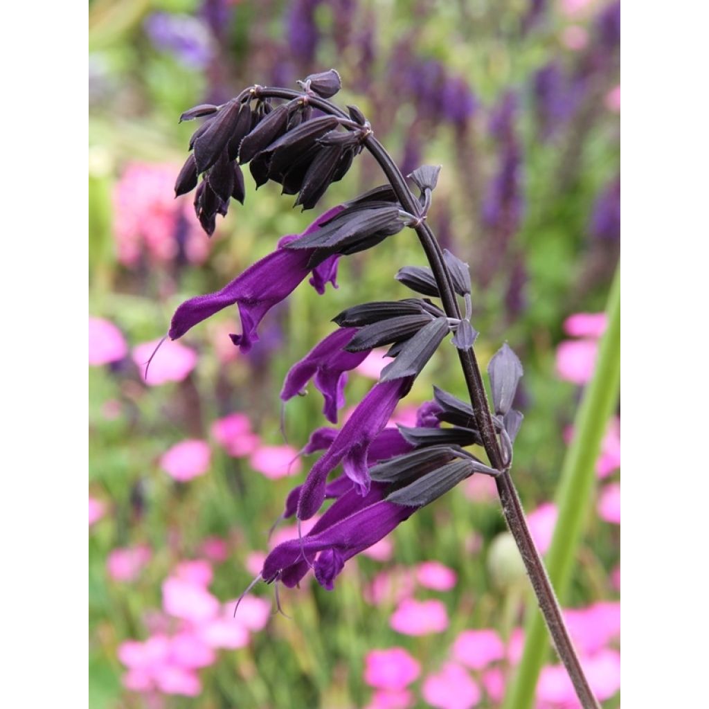 Salvia guaranitica Amistad violet - Guarani-Salbei