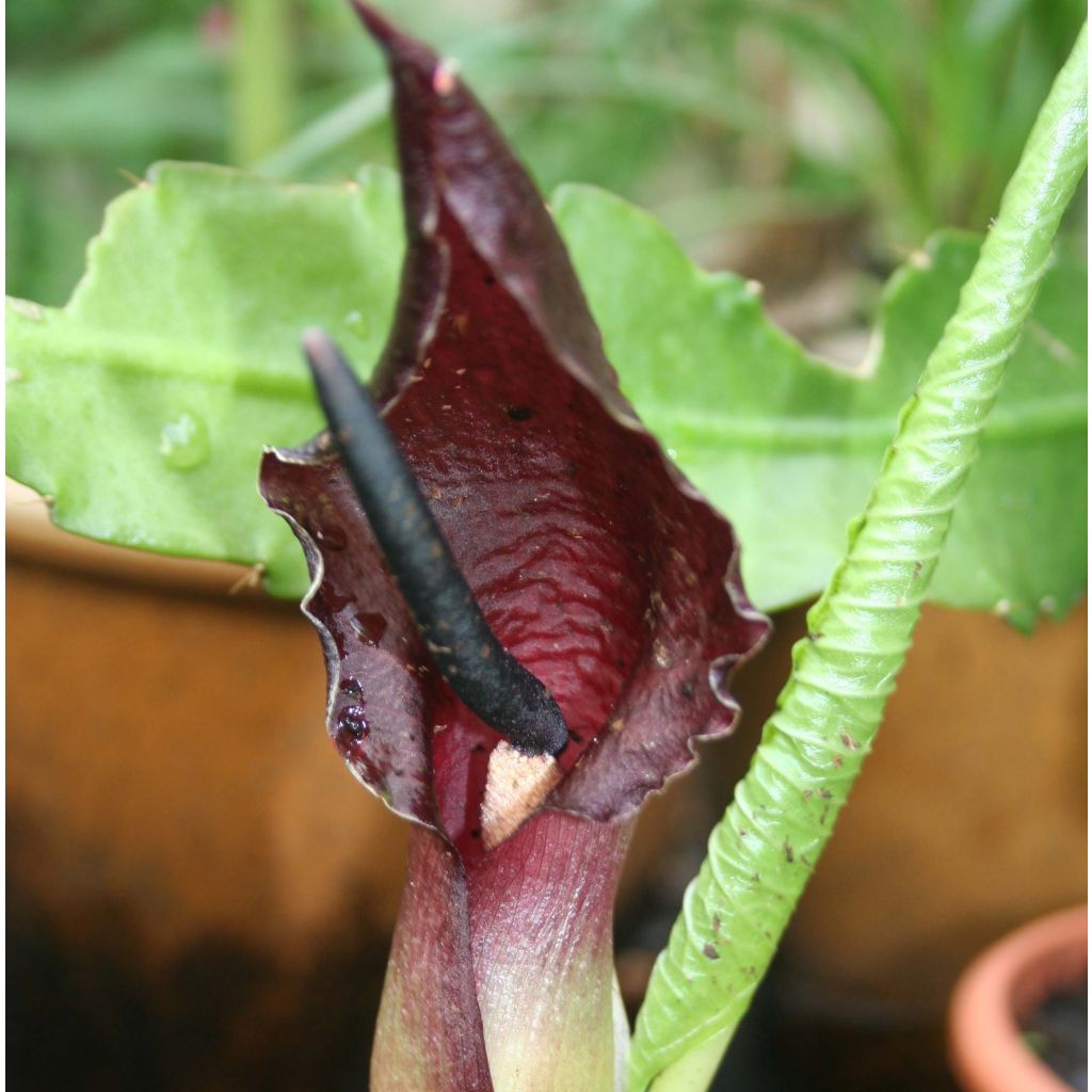 Sauromatum giganteum - Eidechsenwurz