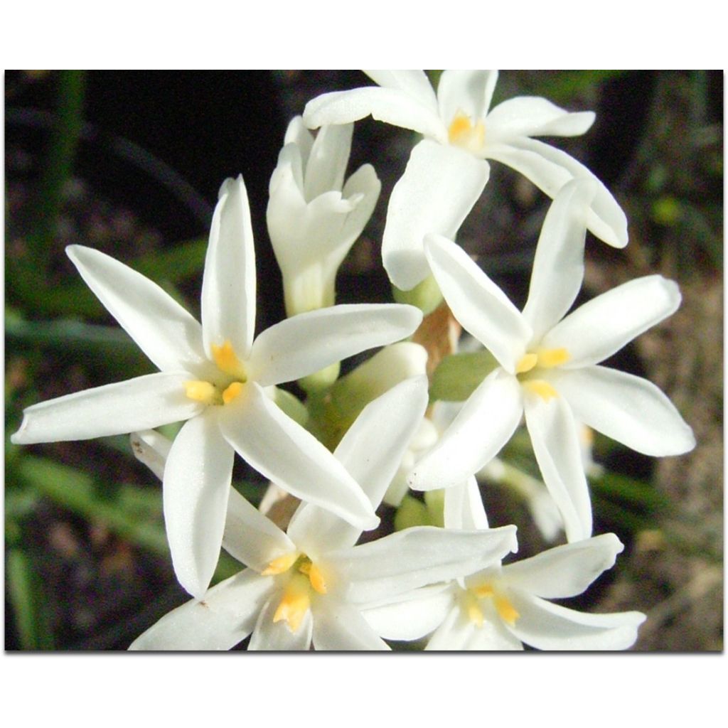 Tulbaghia violacea var. maritima Savannah Lightning