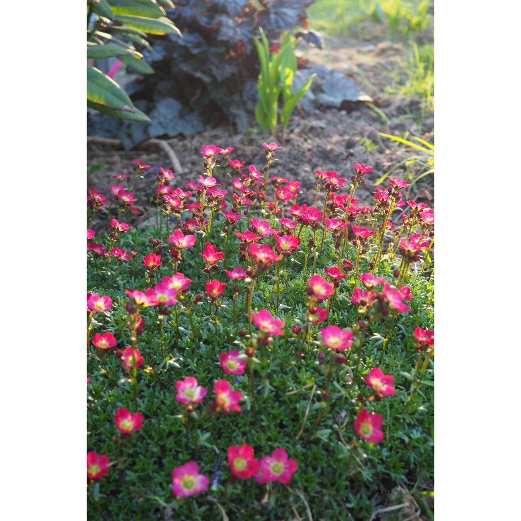 Saxifraga arendsii Peter Pan - Garten-Moos-Steinbrech