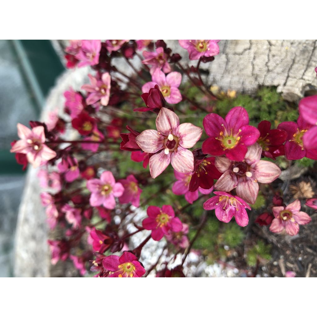 Saxifraga arendsii Peter Pan - Garten-Moos-Steinbrech