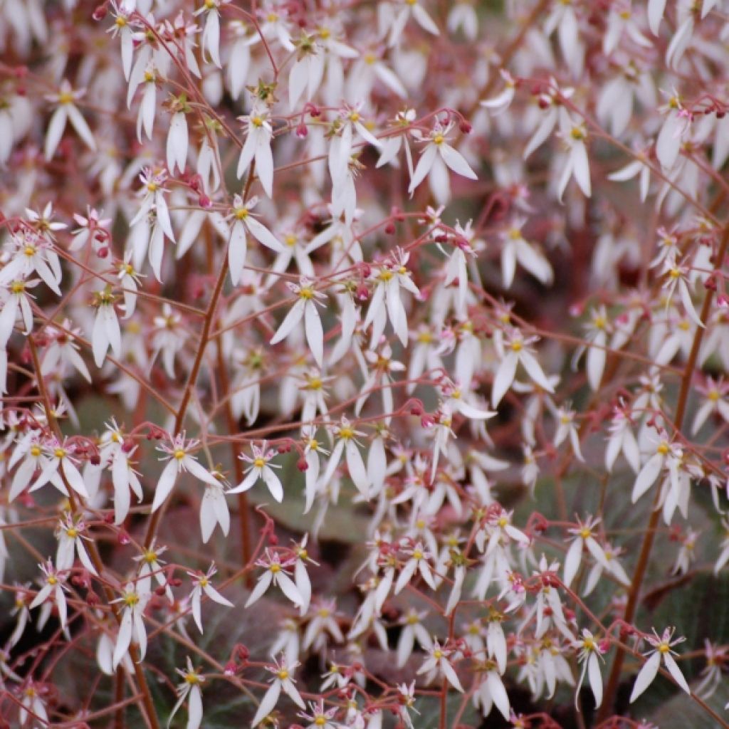 Saxifrage - Saxifraga stolonifera Cuscutiformis