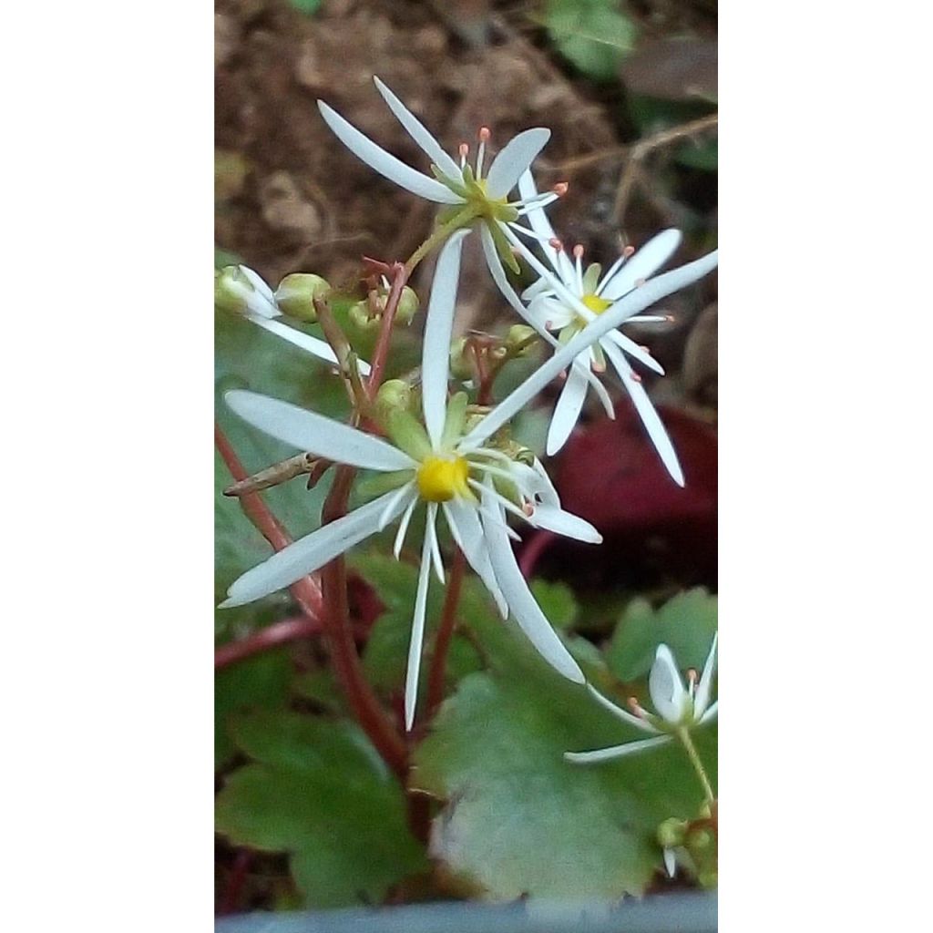 Saxifraga fortunei Wada - Herbst-Steinbrech