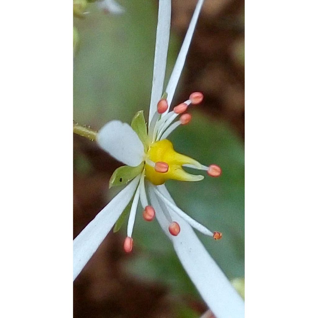 Saxifraga fortunei Wada - Herbst-Steinbrech