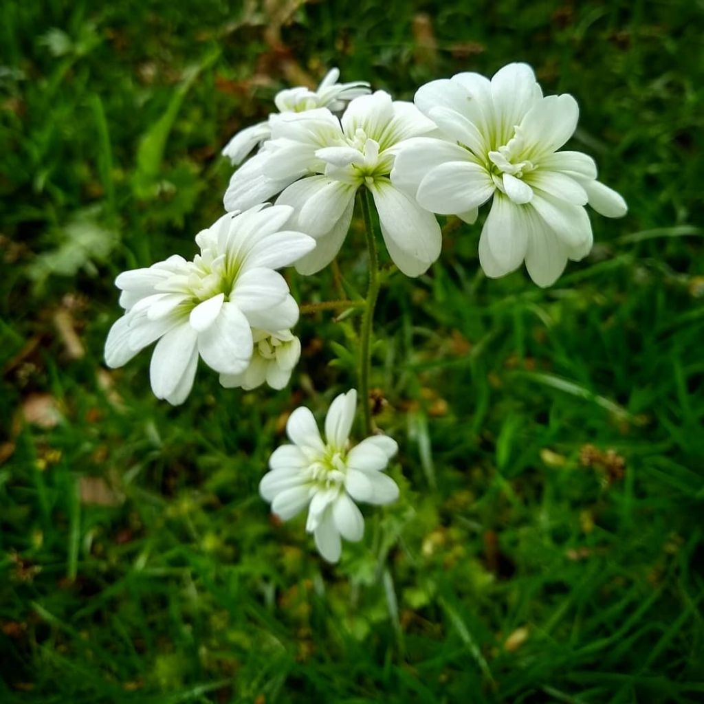 Saxifraga granulata Flore Pleno - Körner-Steinbrech