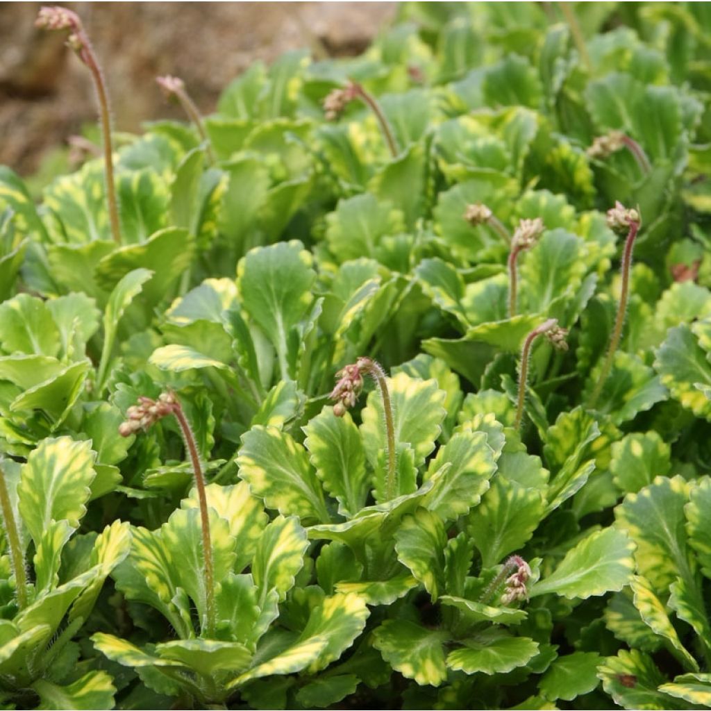 Saxifraga umbrosa Variegata - Schatten-Steinbrech