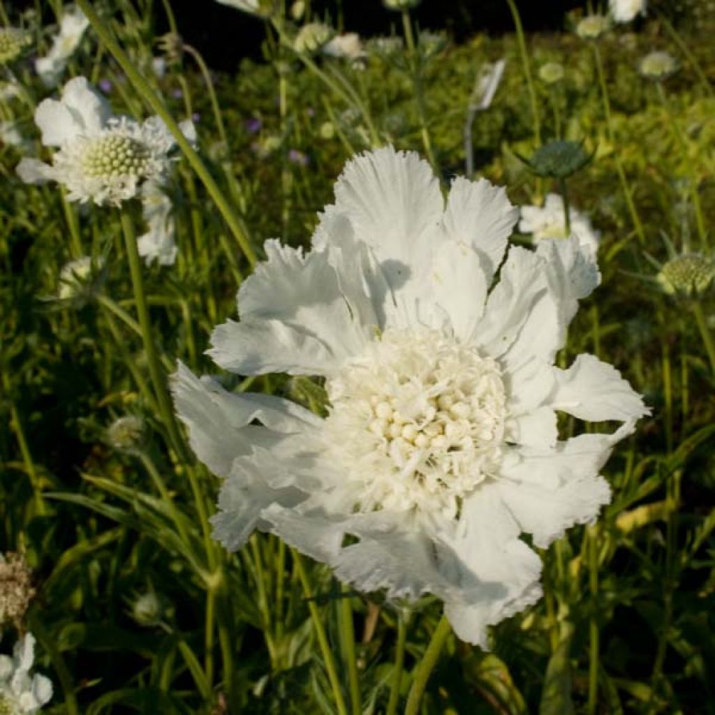 Große Skabiose Alba - Scabiosa caucasica