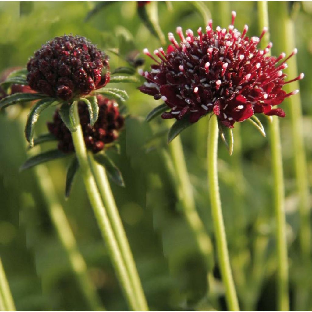 Scabieuse - Scabiosa Chile Black