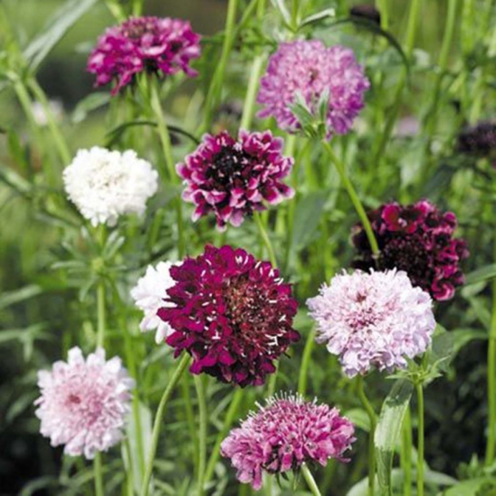 Dunkelrote Skabiose Mix (Samen) - Scabiosa atropurpurea