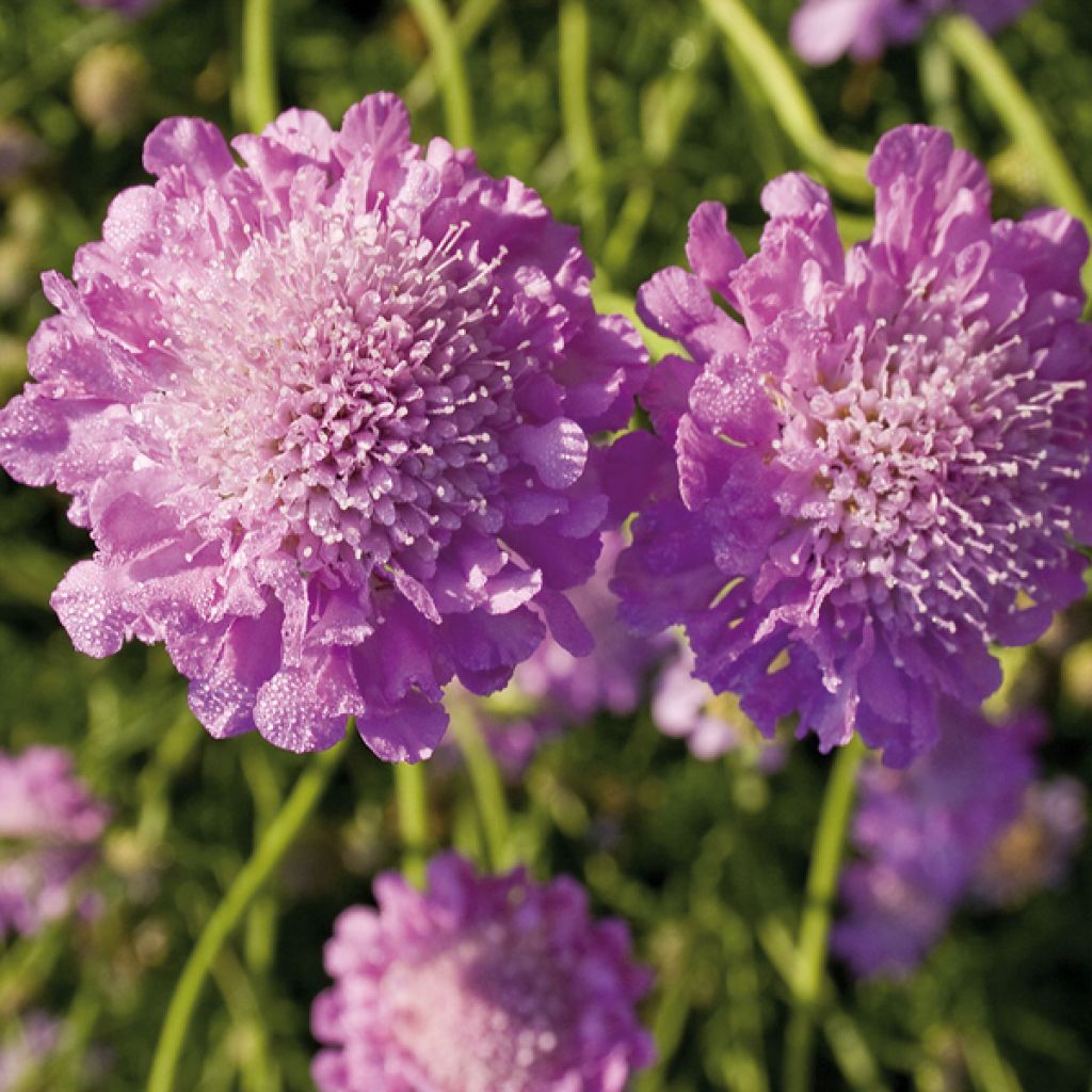 Tauben-Skabiose Pink Mist - Scabiosa columbaria