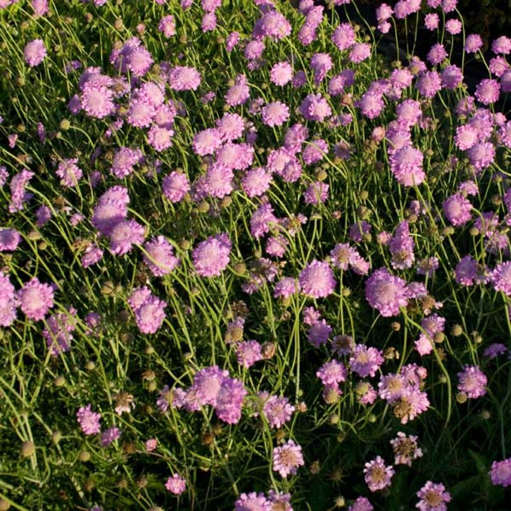 Tauben-Skabiose Pink Mist - Scabiosa columbaria