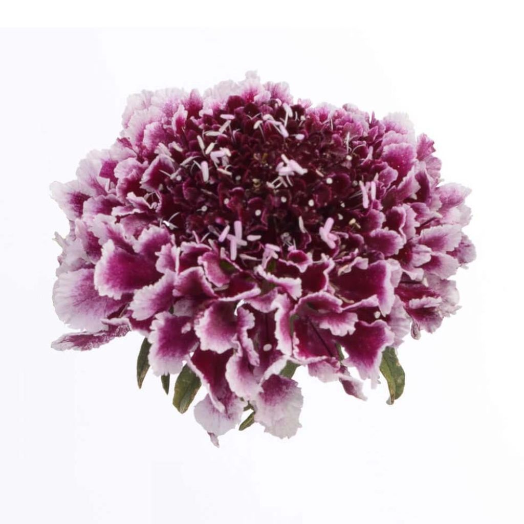 Samt-Skabiose Cherry Vanilla Scoop - Scabiosa atropurpurea